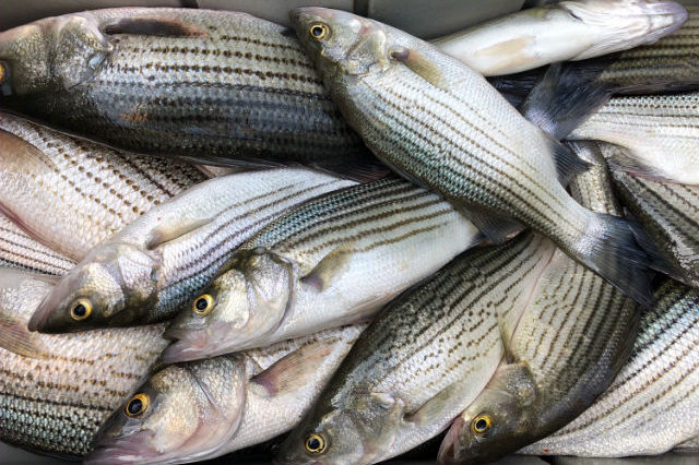 Lake Oconee Fishing