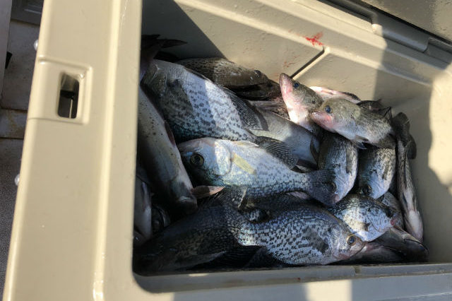 Lake Oconee crappie fishing guide