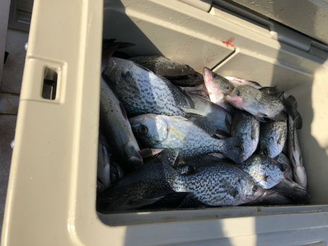 Lake Oconee crappie fishing guide
