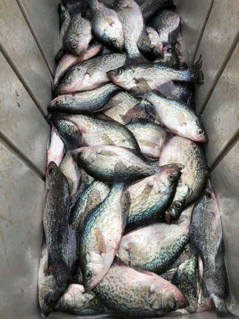 Lake Oconee crappie fishing guide