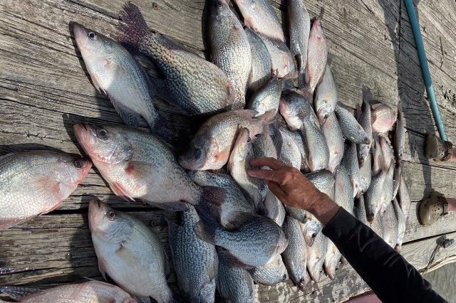Lake Oconee crappie fishing
