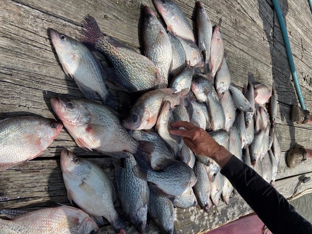 Lake Oconee crappie fishing Lake Oconee crappie fishing