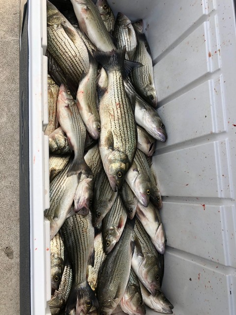 Lake Oconee fishing