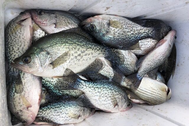Lake Oconee fishing