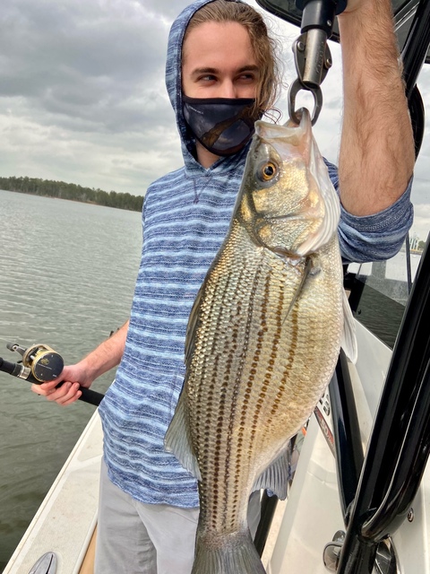 Lake Oconee Striper Fishing