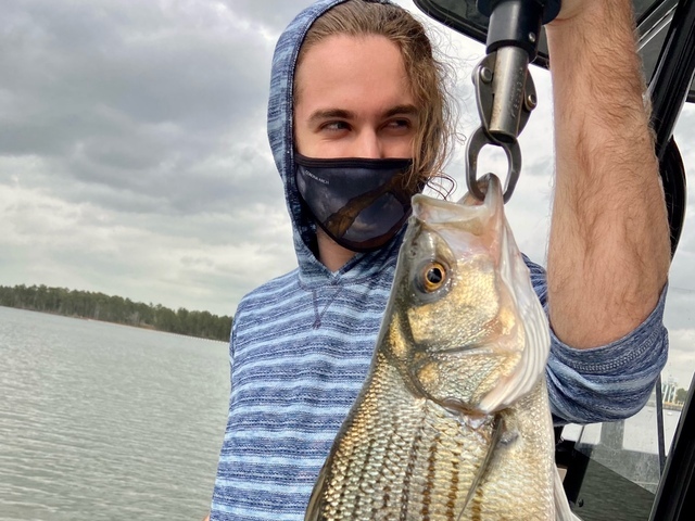 Lake Oconee Striper Fishing