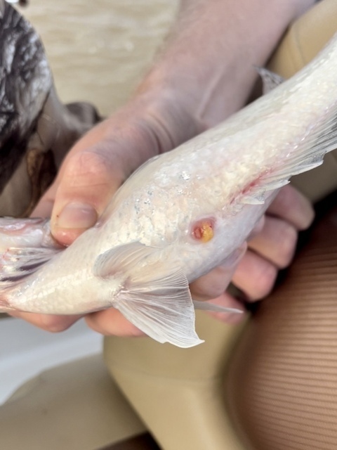 Lake Oconee fishing