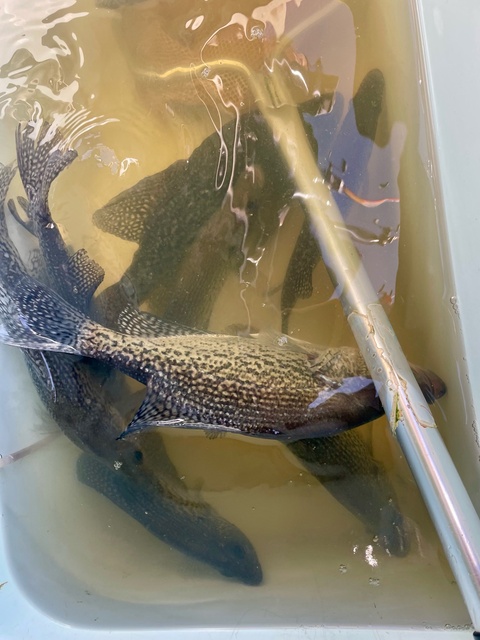 Lake Oconee Crappie fishing