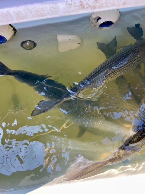 Lake Oconee Striper fishing