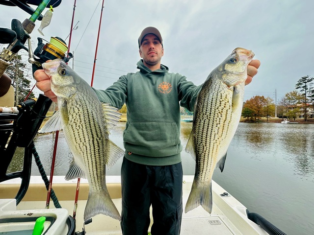 Lake Oconee Striper Fishing