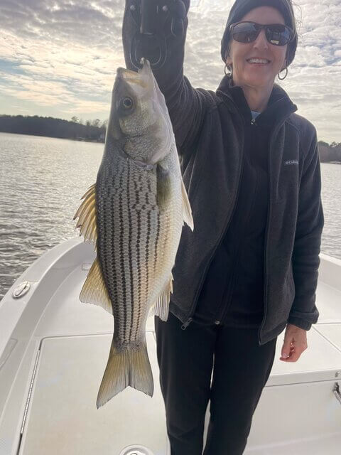 Lake Oconee Striper Fishing