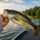 Lake Oconee Largemouth Bass Size Limit