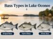 Striped vs Hybrid vs White Bass